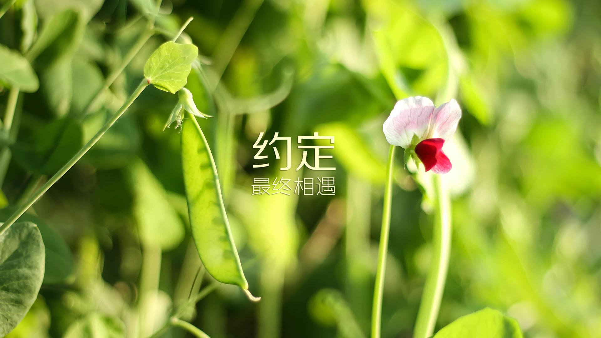 全国青少年“篮球+科技”创新运输“智慧篮”系统，推动青训信息化升级
