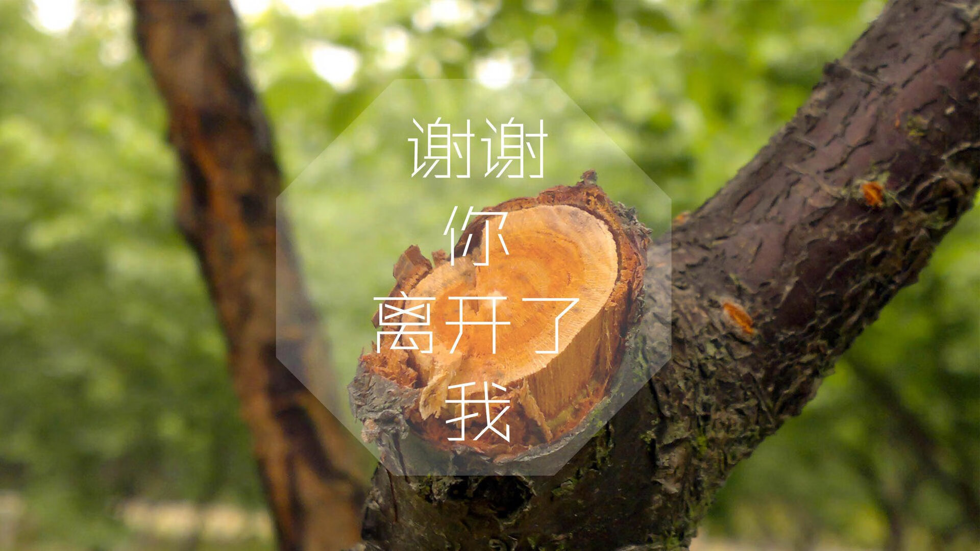 大师对决：顶级教练的战术博弈，大师联赛最强阵容